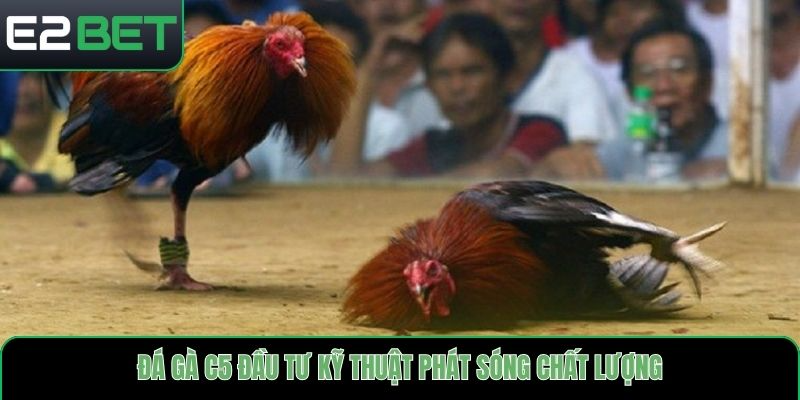 Đá gà C5 đầu tư kỹ thuật phát sóng chất lượng