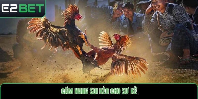 Cẩm nang soi kèo cho sư kê